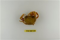 藏品(黃灰澤蟹)的圖片